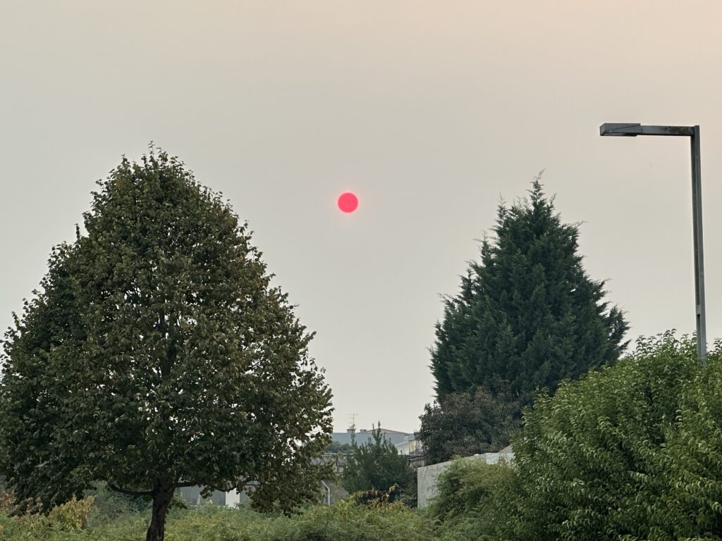 A hazy sky with the Sun at the center, between two trees. The Sun is weak enough to be stared at, glowing like a red orb.